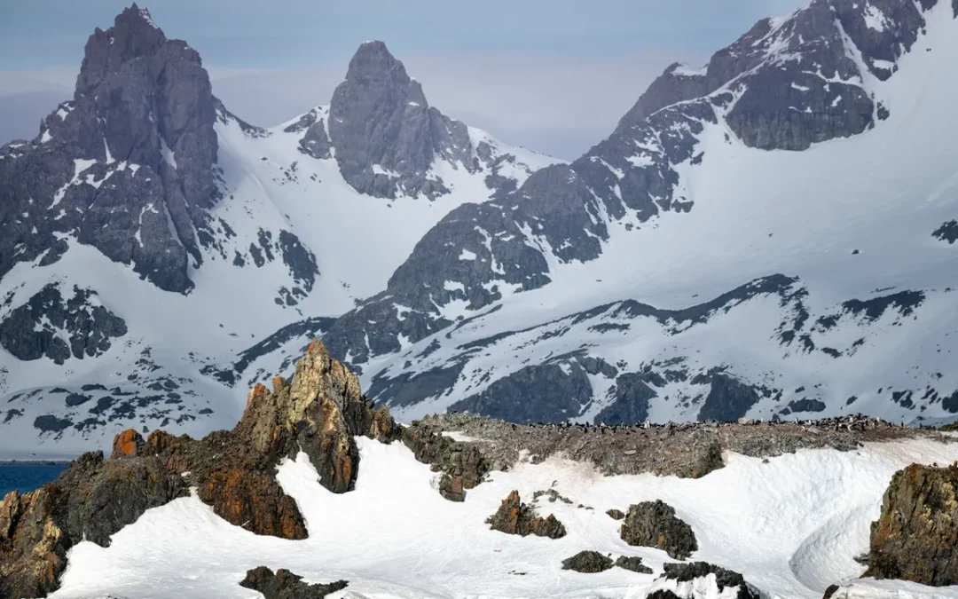 Belgica antarctica, lo strano moscerino senza ali che mangia le microplastiche (e sembra non subire conseguenze)