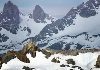 Belgica antarctica, lo strano moscerino senza ali che mangia le microplastiche (e sembra non subire conseguenze)