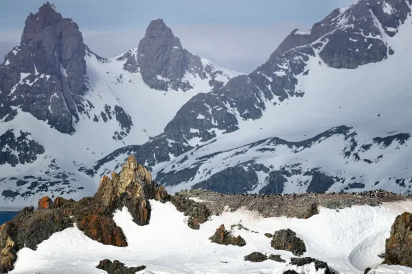 Belgica antarctica, lo strano moscerino senza ali che mangia le microplastiche (e sembra non subire conseguenze)