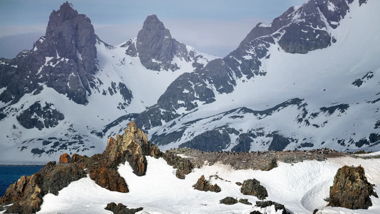 Belgica antarctica, lo strano moscerino senza ali che mangia le microplastiche (e sembra non subire conseguenze)