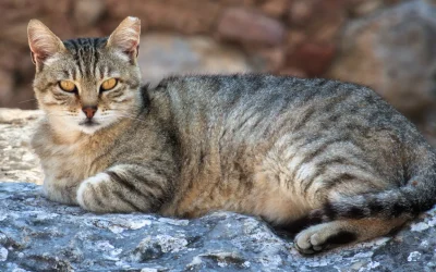 Il gatto domestico è arrivato in Europa “solo” nel primo secolo dopo Cristo, molto più tardi di quanto credessimo