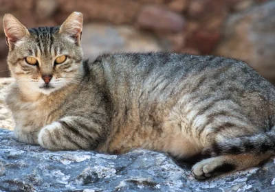 Il gatto domestico è arrivato in Europa “solo” nel primo secolo dopo Cristo, molto più tardi di quanto credessimo