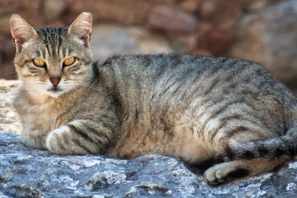 Il gatto domestico è arrivato in Europa “solo” nel primo secolo dopo Cristo, molto più tardi di quanto credessimo