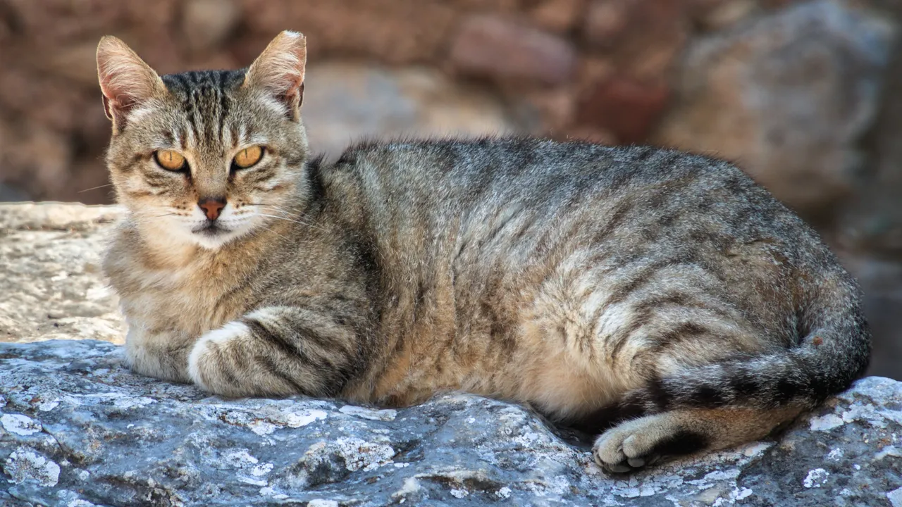 Il gatto domestico è arrivato in Europa “solo” nel primo secolo dopo Cristo, molto più tardi di quanto credessimo