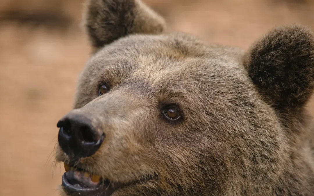 Ora sappiamo perché gli orsi marsicani hanno caratteristiche genetiche che li rendono meno aggressivi