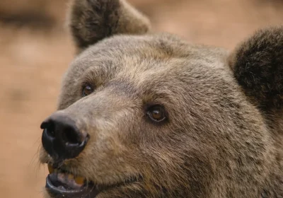 Ora sappiamo perché gli orsi marsicani hanno caratteristiche genetiche che li rendono meno aggressivi