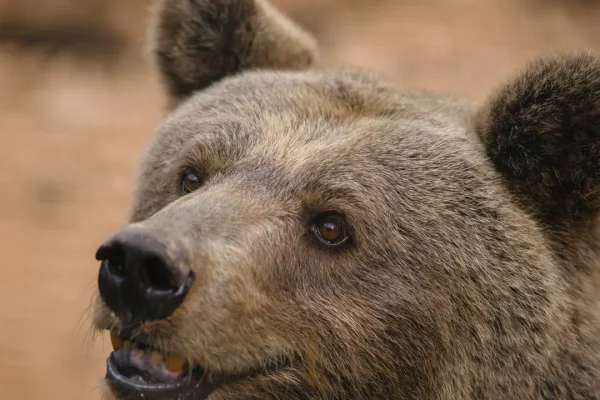 Ora sappiamo perché gli orsi marsicani hanno caratteristiche genetiche che li rendono meno aggressivi