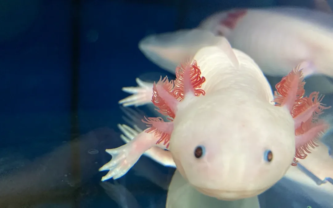 Cosa possiamo imparare dall’axolotl, animale supereroe che sa rigenerare i propri organi