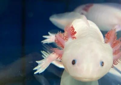 Cosa possiamo imparare dall’axolotl, animale supereroe che sa rigenerare i propri organi