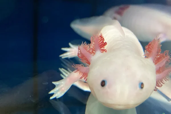 Cosa possiamo imparare dall’axolotl, animale supereroe che sa rigenerare i propri organi