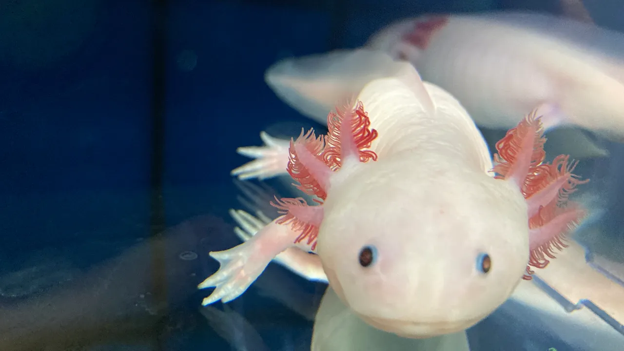 Cosa possiamo imparare dall’axolotl, animale supereroe che sa rigenerare i propri organi