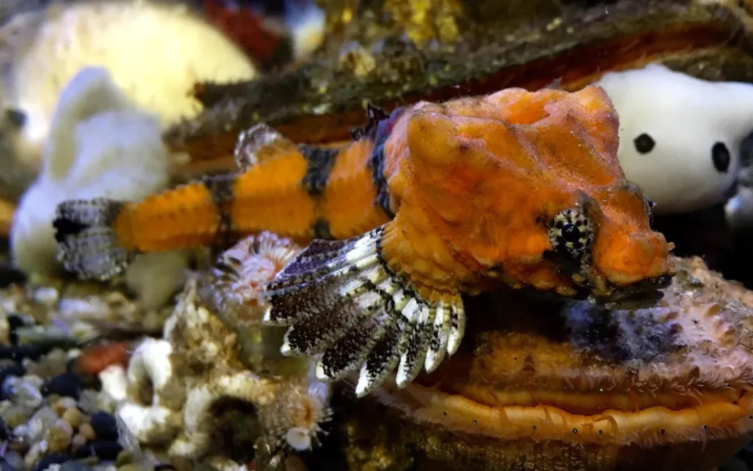 Un pesce corazzato potrebbe essere il batterista rock più abile dell’oceano