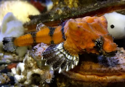 Un pesce corazzato potrebbe essere il batterista rock più abile dell’oceano