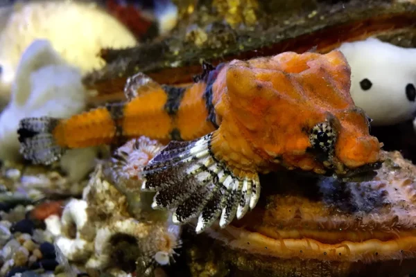 Un pesce corazzato potrebbe essere il batterista rock più abile dell’oceano