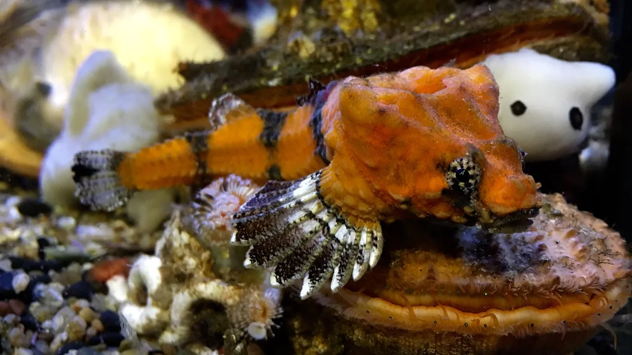 Un pesce corazzato potrebbe essere il batterista rock più abile dell’oceano