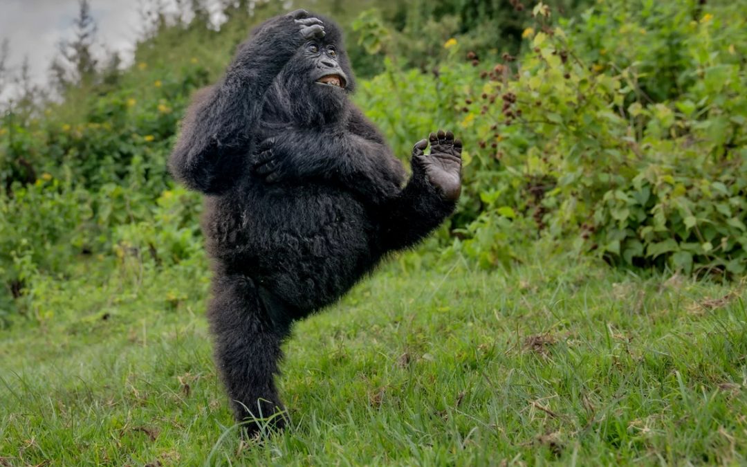 Il gorilla che ''batte il cinque'' è la foto vincitrice dei Nikon Comedy Wildlife Awards 2025
