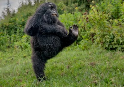Il gorilla che ''batte il cinque'' è la foto vincitrice dei Nikon Comedy Wildlife Awards 2025