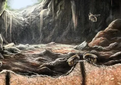 La macabra storia delle antiche api scavatrici, che migliaia di anni fa costruivano i loro nidi negli scheletri di altri animali