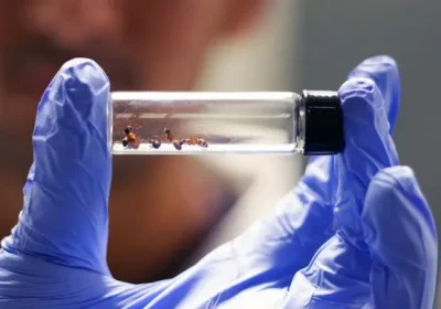 Alcune specie di formiche potrebbero essere la chiave inaspettata per lo sviluppo di antibiotici