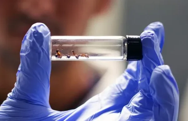Alcune specie di formiche potrebbero essere la chiave inaspettata per lo sviluppo di antibiotici
