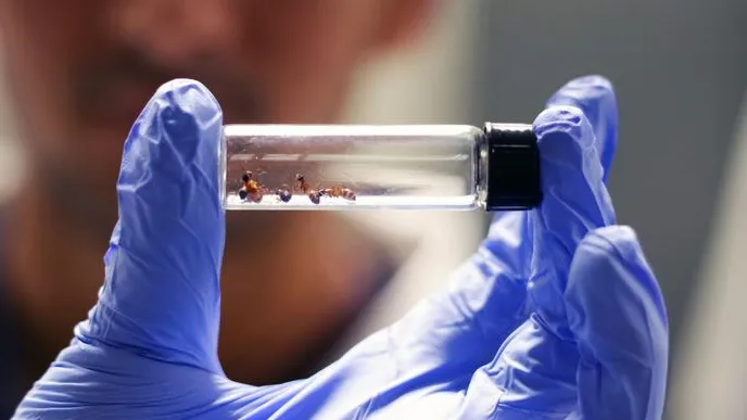 Alcune specie di formiche potrebbero essere la chiave inaspettata per lo sviluppo di antibiotici
