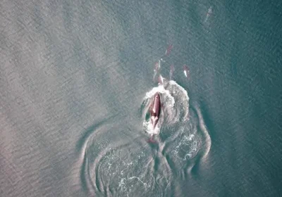 L’unione fa la forza, così orche e delfini collaborano per cacciare insieme i salmoni nell’oceano Pacifico