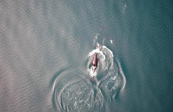 L’unione fa la forza, così orche e delfini collaborano per cacciare insieme i salmoni nell’oceano Pacifico