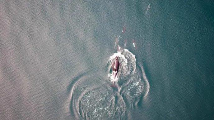 L’unione fa la forza, così orche e delfini collaborano per cacciare insieme i salmoni nell’oceano Pacifico