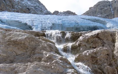 Tutti pazzi per le “pulci dei ghiacciai” alpini, finché non spariranno a causa della crisi climatica
