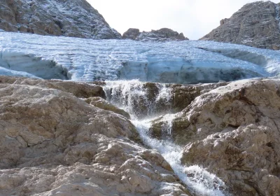Tutti pazzi per le “pulci dei ghiacciai” alpini, finché non spariranno a causa della crisi climatica