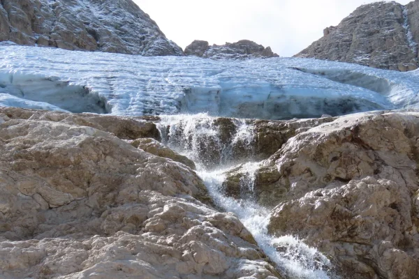 Tutti pazzi per le “pulci dei ghiacciai” alpini, finché non spariranno a causa della crisi climatica