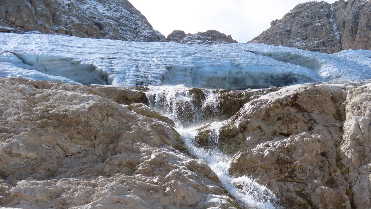 Tutti pazzi per le “pulci dei ghiacciai” alpini, finché non spariranno a causa della crisi climatica