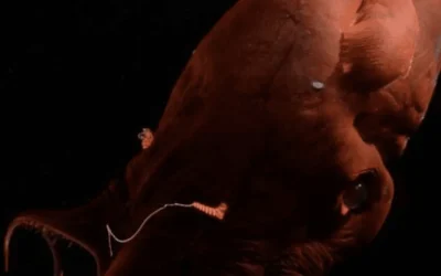 Ecco il calamaro vampiro, mollusco abissale e fossile vivente che ci ha fatto scoprire con il suo genoma le antiche origini dei polpi
