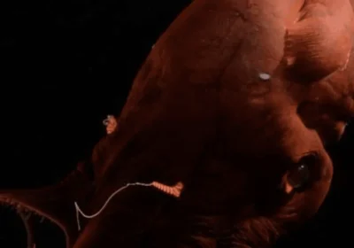 Ecco il calamaro vampiro, mollusco abissale e fossile vivente che ci ha fatto scoprire con il suo genoma le antiche origini dei polpi