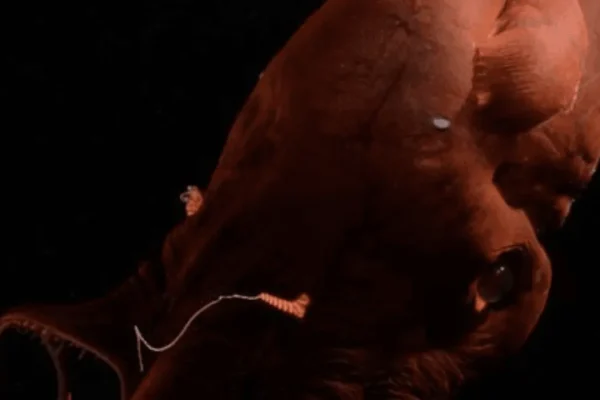 Ecco il calamaro vampiro, mollusco abissale e fossile vivente che ci ha fatto scoprire con il suo genoma le antiche origini dei polpi