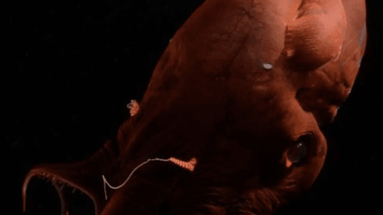 Ecco il calamaro vampiro, mollusco abissale e fossile vivente che ci ha fatto scoprire con il suo genoma le antiche origini dei polpi