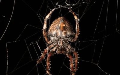 Esiste la ragnatela più resistente del mondo e a tesserla sono solo le femmine di Caerostris (i maschi ci provano, ma…)