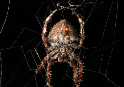 Esiste la ragnatela più resistente del mondo e a tesserla sono solo le femmine di Caerostris (i maschi ci provano, ma…)