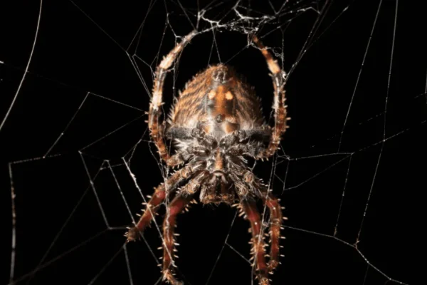 Esiste la ragnatela più resistente del mondo e a tesserla sono solo le femmine di Caerostris (i maschi ci provano, ma…)