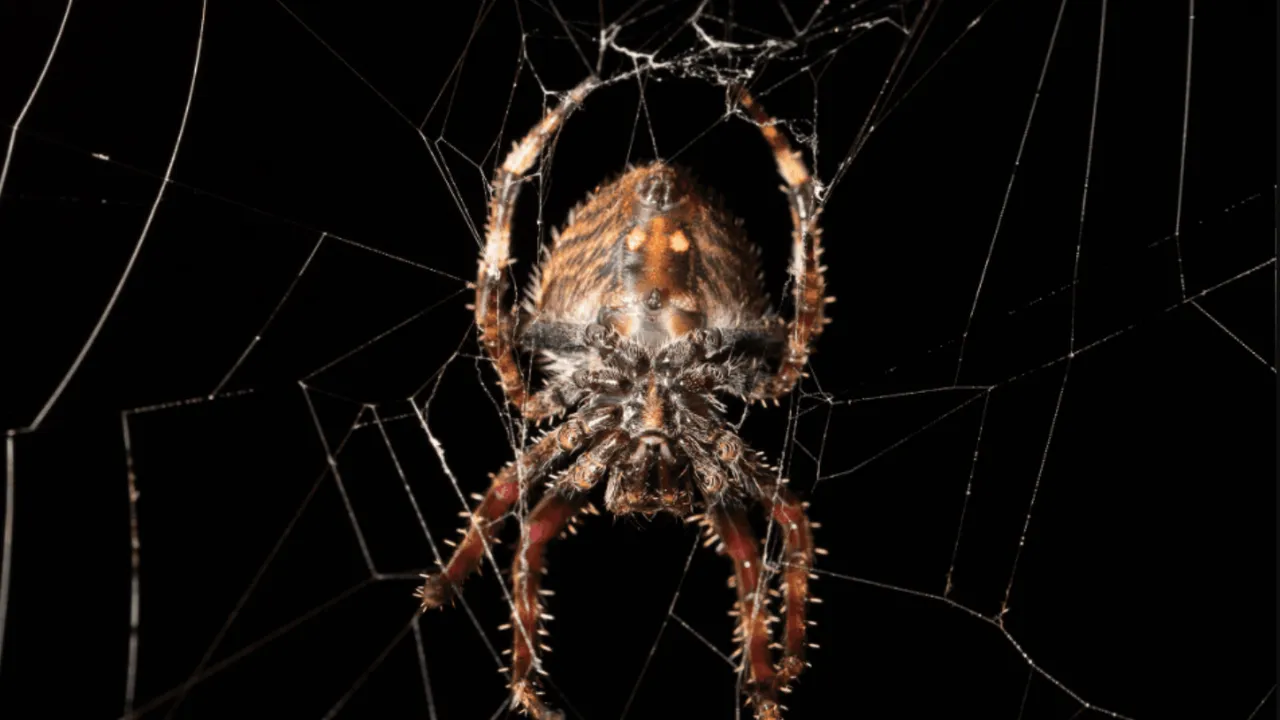 Esiste la ragnatela più resistente del mondo e a tesserla sono solo le femmine di Caerostris (i maschi ci provano, ma…)