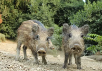 Peste suina africana, la Spagna torna a fare i conti con la malattia dopo trent’anni senza casi