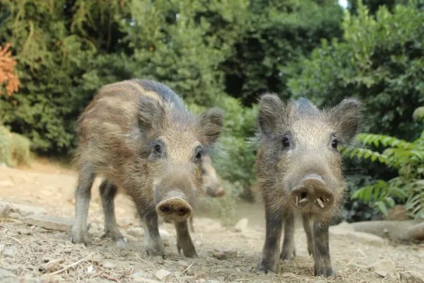 Peste suina africana, la Spagna torna a fare i conti con la malattia dopo trent’anni senza casi