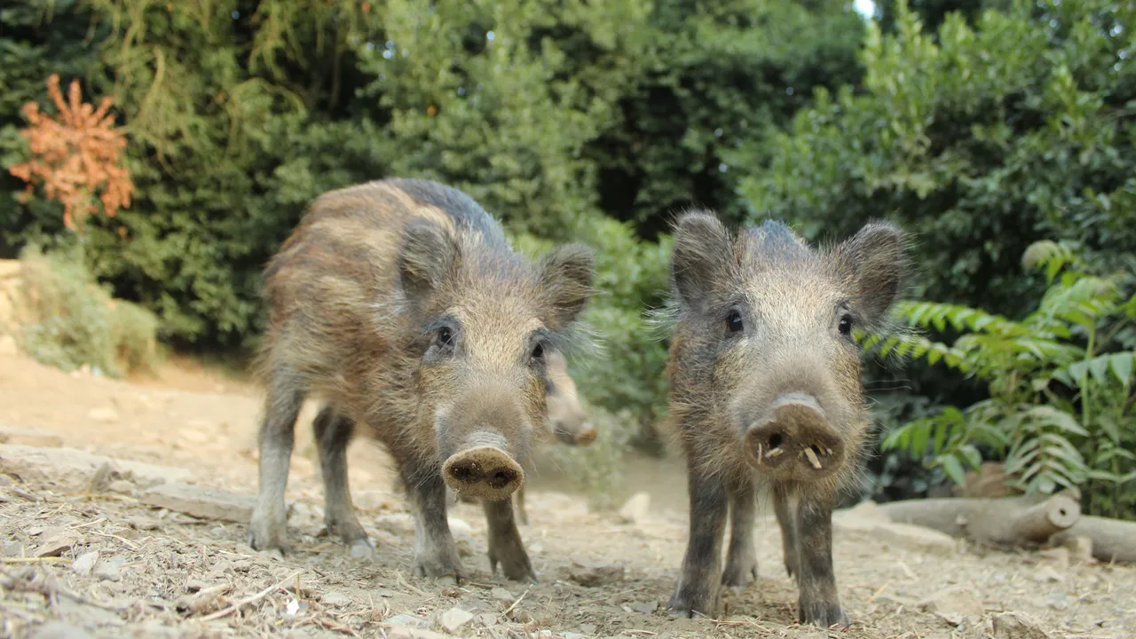 Peste suina africana, la Spagna torna a fare i conti con la malattia dopo trent’anni senza casi