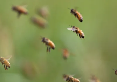 La matematica ci permetterebbe di comunicare con una specie aliena? La risposta, forse, è da cercare nelle api