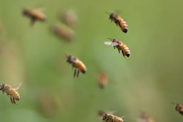 La matematica ci permetterebbe di comunicare con una specie aliena? La risposta, forse, è da cercare nelle api