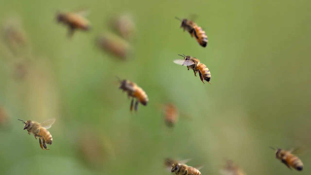 La matematica ci permetterebbe di comunicare con una specie aliena? La risposta, forse, è da cercare nelle api