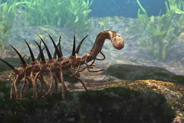 L’animale più strano del mondo vissuto circa 500 milioni di anni fa aveva una passione gastronomica altrettanto particolare