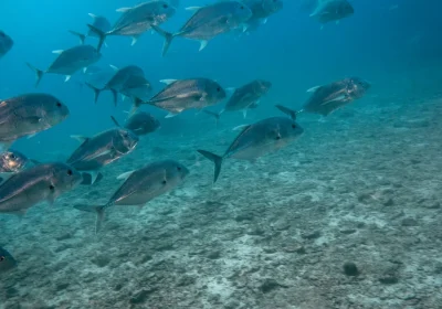 L’enigma del migliaio di pesci giganti che si ritrovano in un estuario sudafricano e cominciano a volteggiare è stato risolto