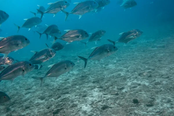 L’enigma del migliaio di pesci giganti che si ritrovano in un estuario sudafricano e cominciano a volteggiare è stato risolto