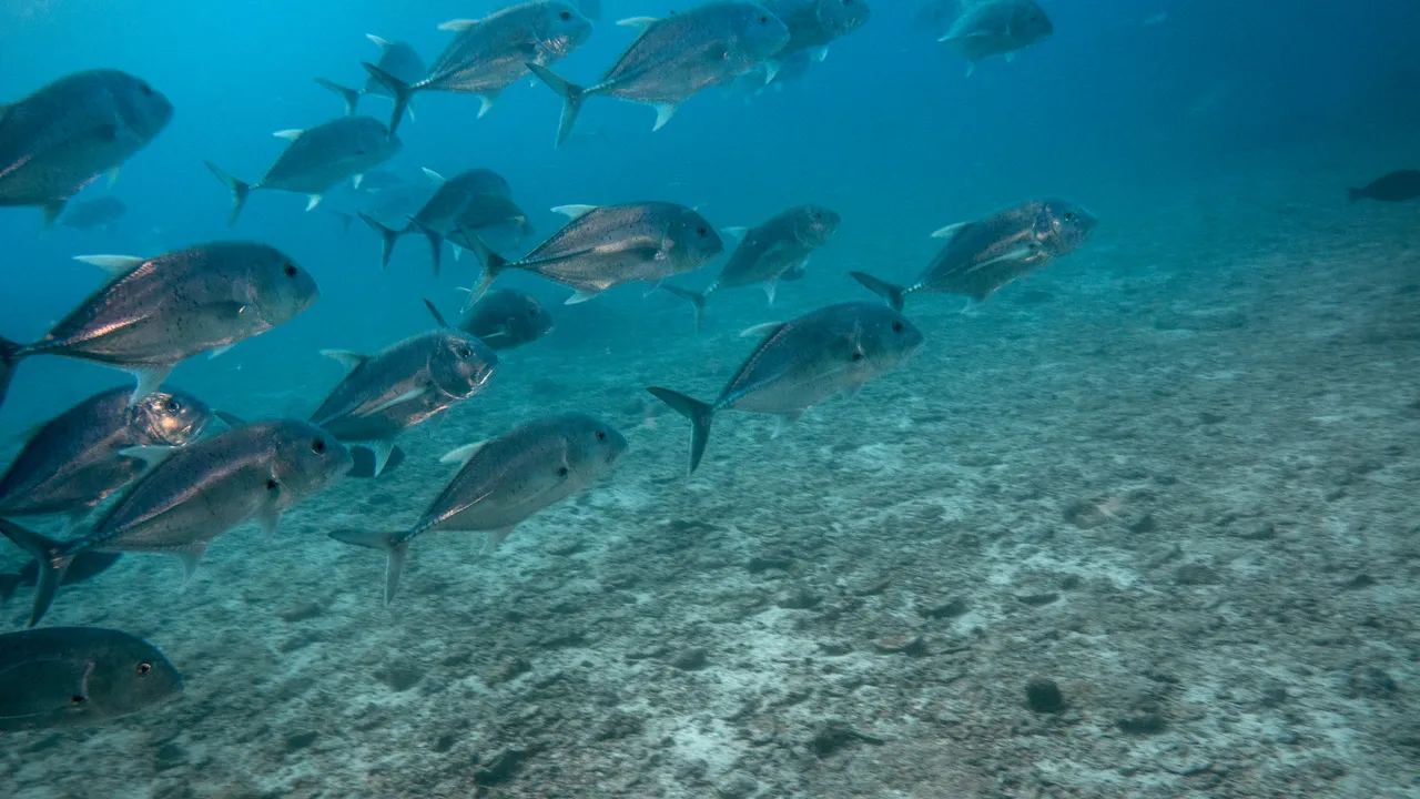 L’enigma del migliaio di pesci giganti che si ritrovano in un estuario sudafricano e cominciano a volteggiare è stato risolto